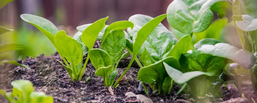 Agritech