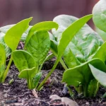 Agritech