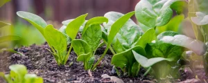 Agritech
